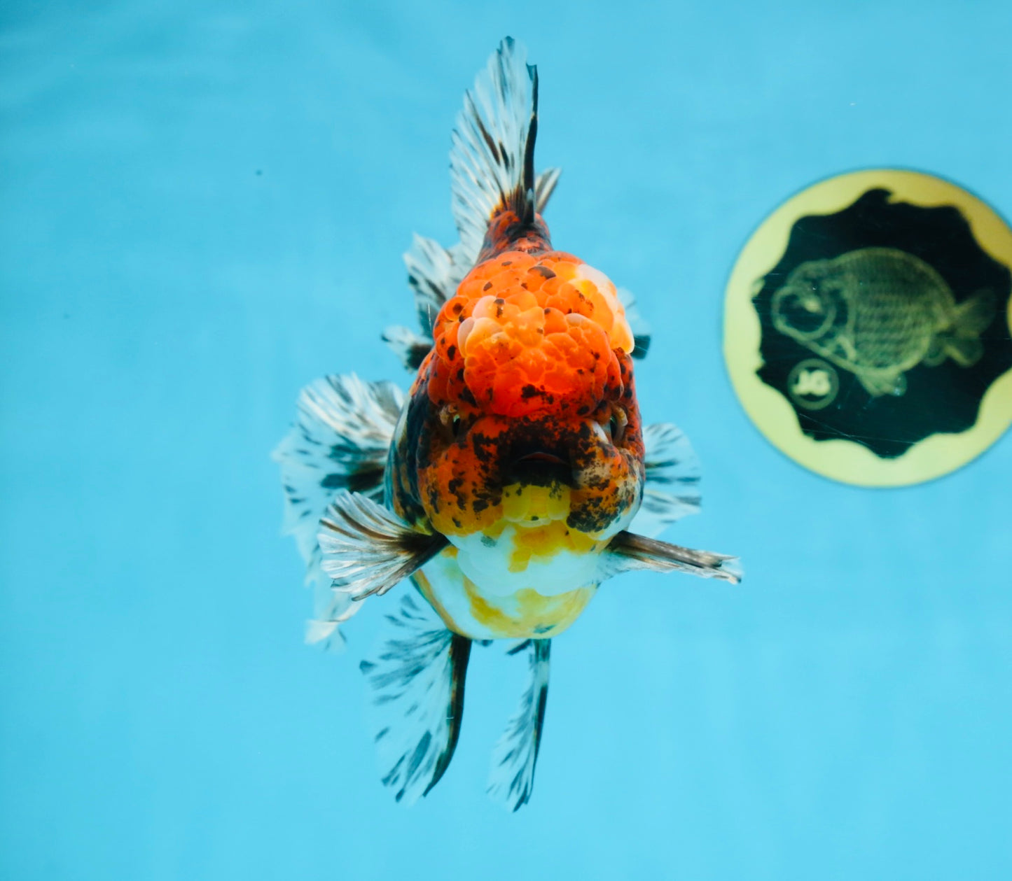 AAA Grade Calico Oranda Male 6 inches #101725OR_23