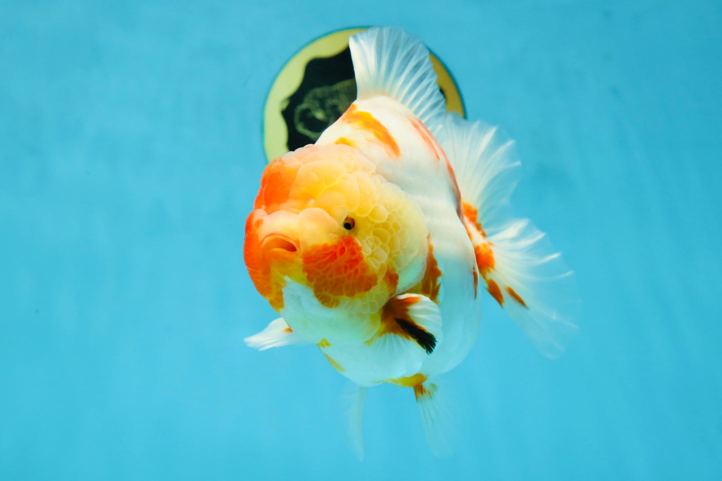 A Grade Kohaku Sakura Yuanbao Male 5.5 inches #052325YB_25