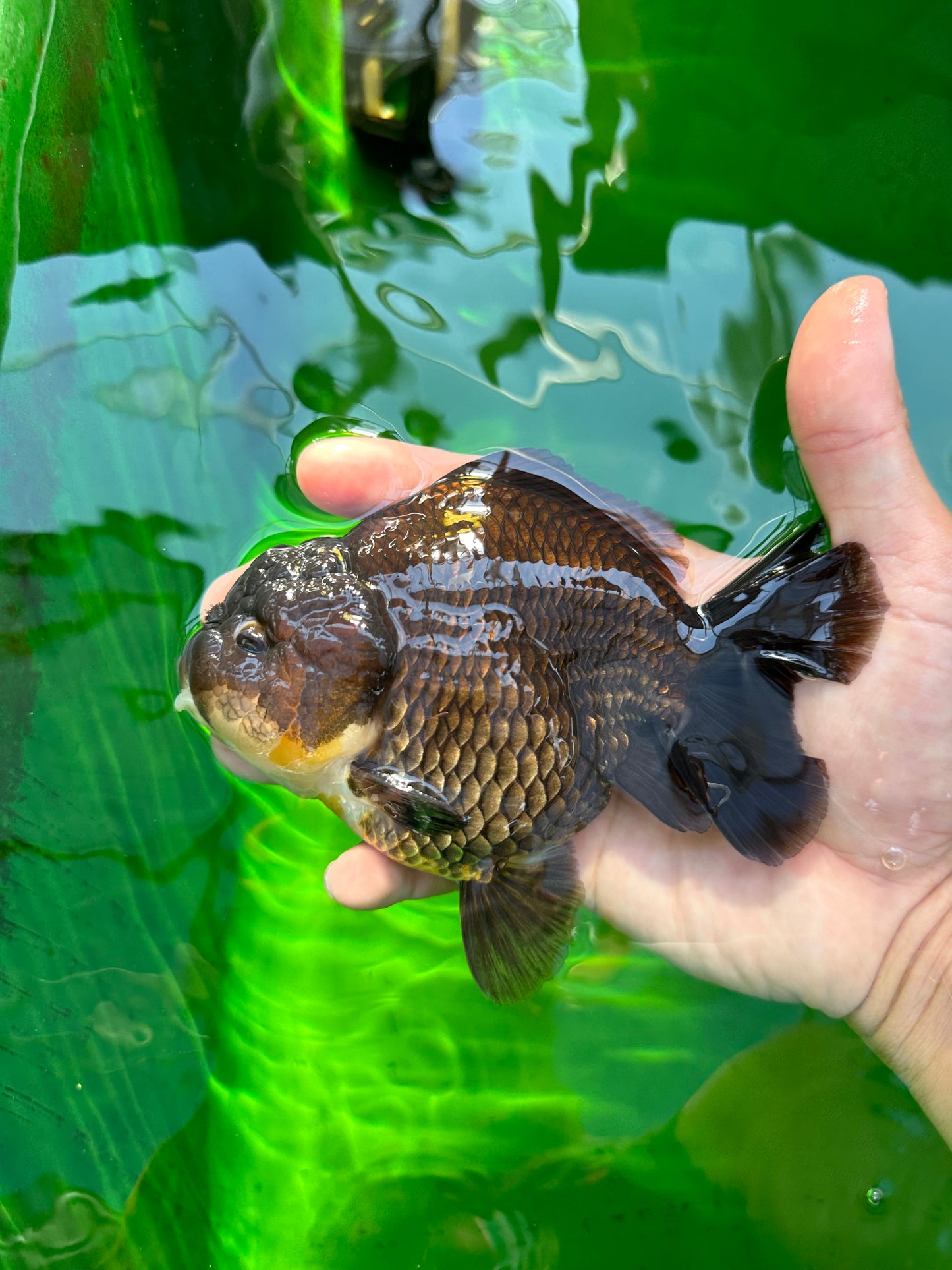 Yuanbao macho negro de grado A de 5 pulgadas #0706YB_21