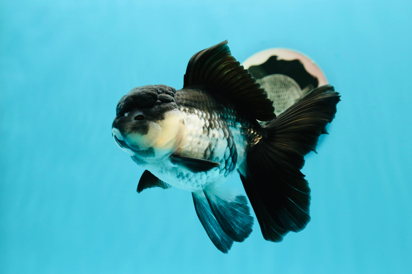 🐼 A Grade Chunky Panda Oranda Female 5.5 inches #0517OR_01