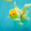A Grade White Oranda Male 5.5-6 inches #080726OR_11