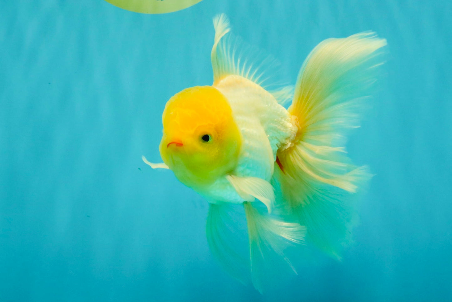 A Grade White Oranda Male 5.5-6 inches #080726OR_11