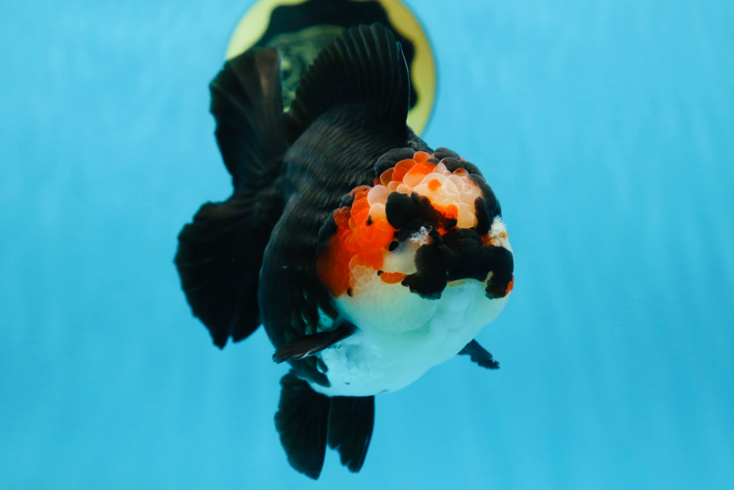 SHOW GRADE UNIQUE Godzilla Tricolor Yuanbao 5.5-6 inches #080825YB_888