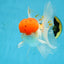 A Grade Red Cap Oranda Male 5.5 inches #062725OR_21
