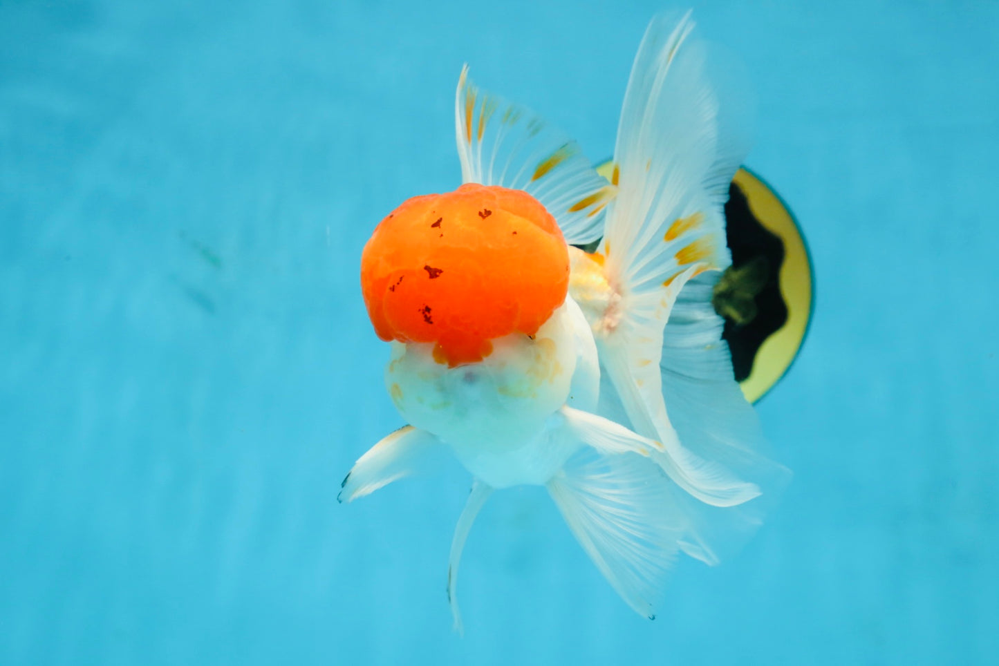 A Grade Red Cap Oranda Male 5.5 inches #062725OR_21