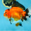 AAA Grade THICK BODY Godzilla Apache Oranda Male 6.5 inches #090525OR_07