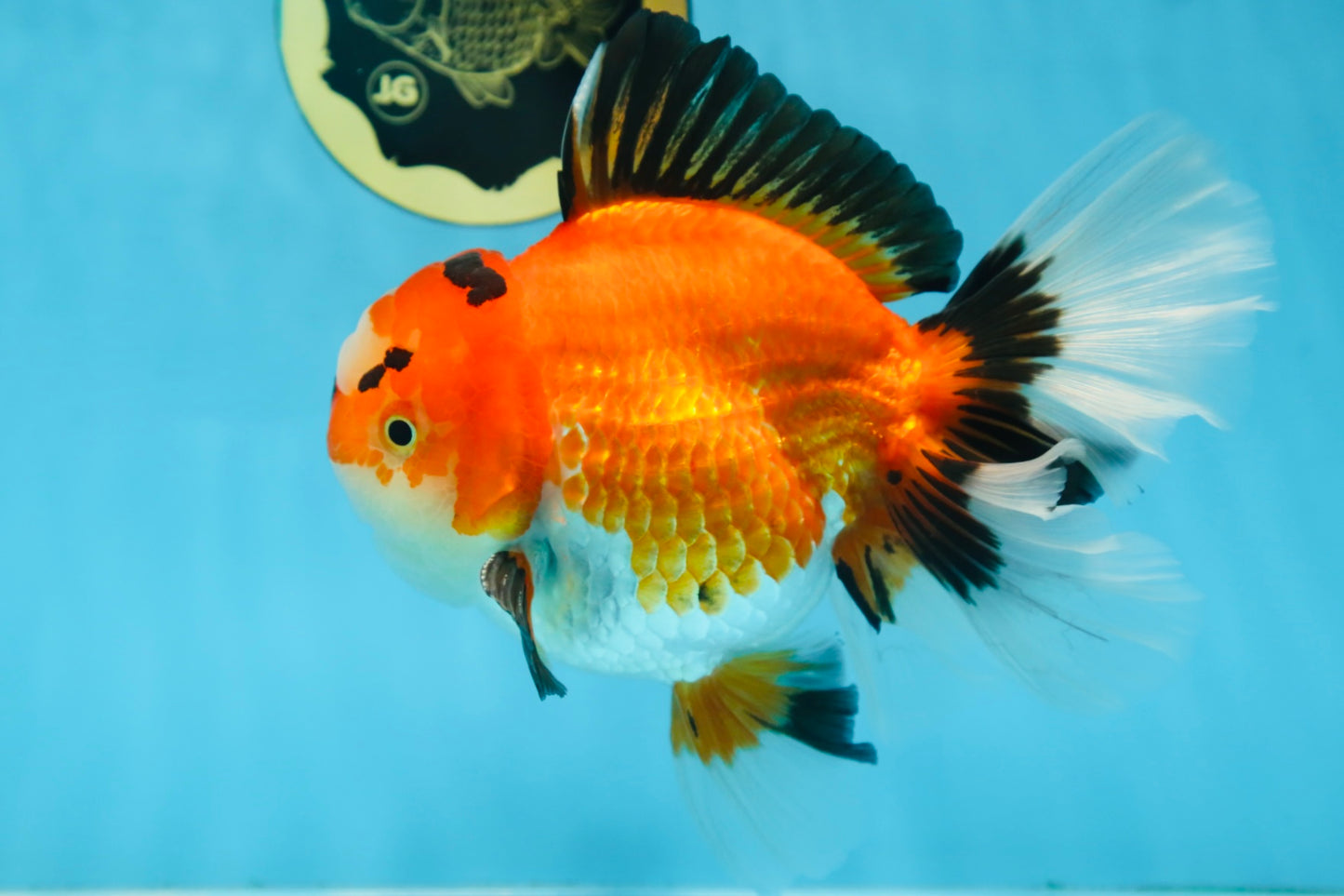 AAA Grade THICK BODY Godzilla Apache Oranda Male 6.5 inches #090525OR_07