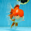 AAA Grade THICK BODY Red White Oranda Male 5.5 inches #082225OR_14