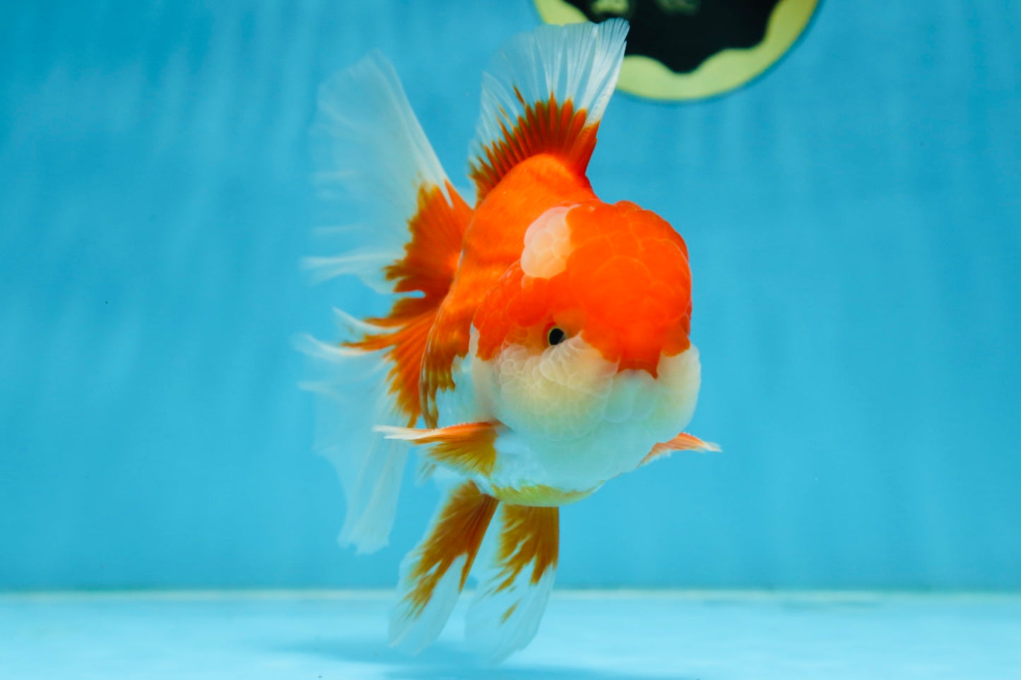 AAA Grade THICK BODY Red White Oranda Male 5.5 inches #082225OR_14