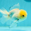 A Grade Lemonhead Oranda Male 4.5 inches #111524OR_21