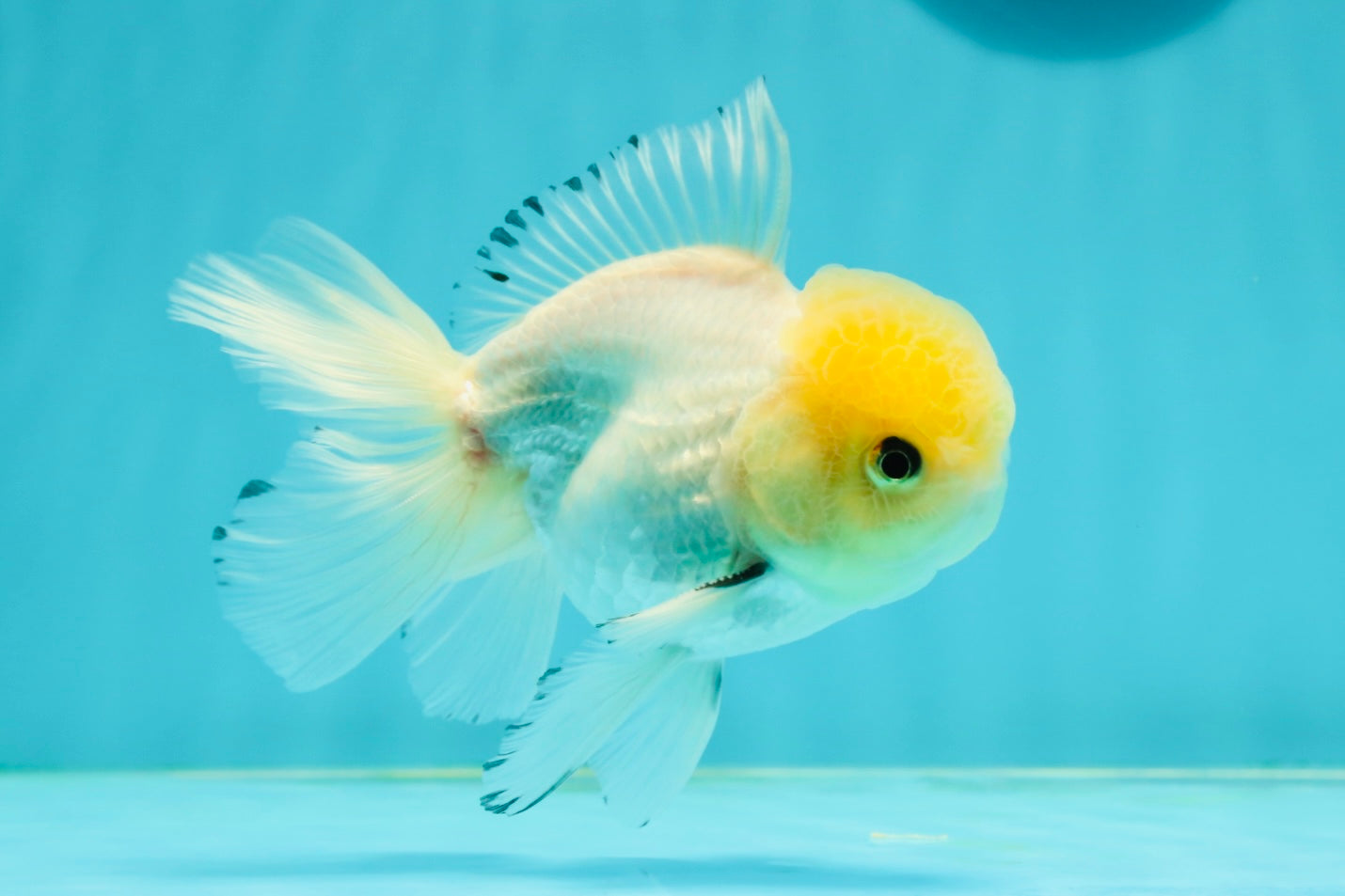 A Grade Lemonhead Oranda Male 4.5 inches #111524OR_21