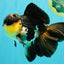 Panda Oranda Male 5.5-6 inches #081426OR_28
