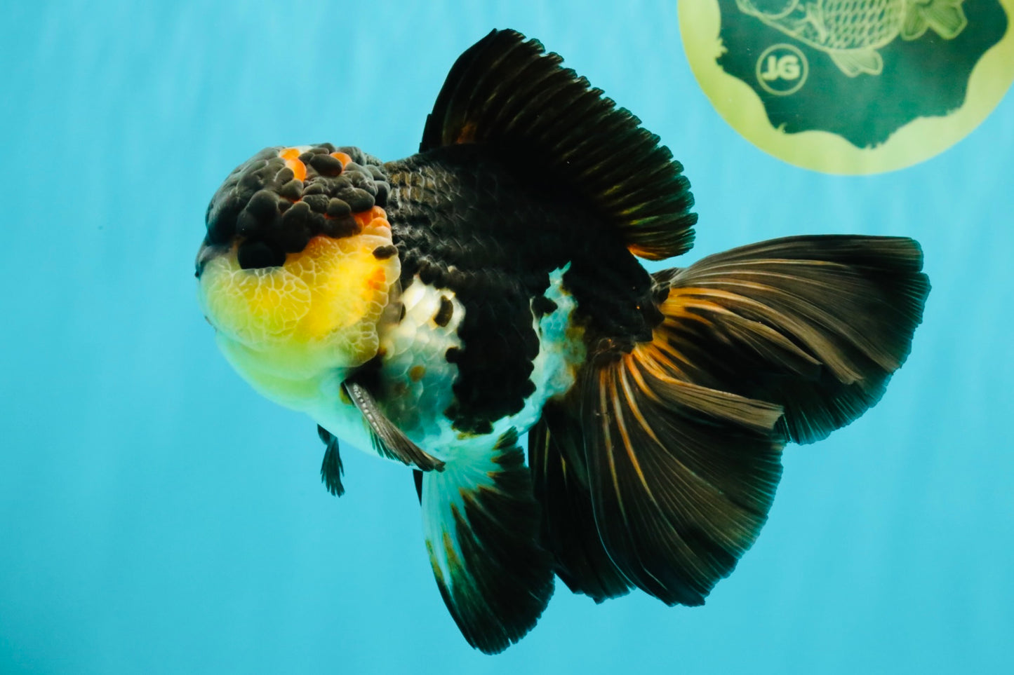 Panda Oranda Male 5.5-6 inches #081426OR_28