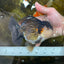 A Grade CHUBBY Tricolor Yuanbao Male 5.5-6  inches #100325YB_03