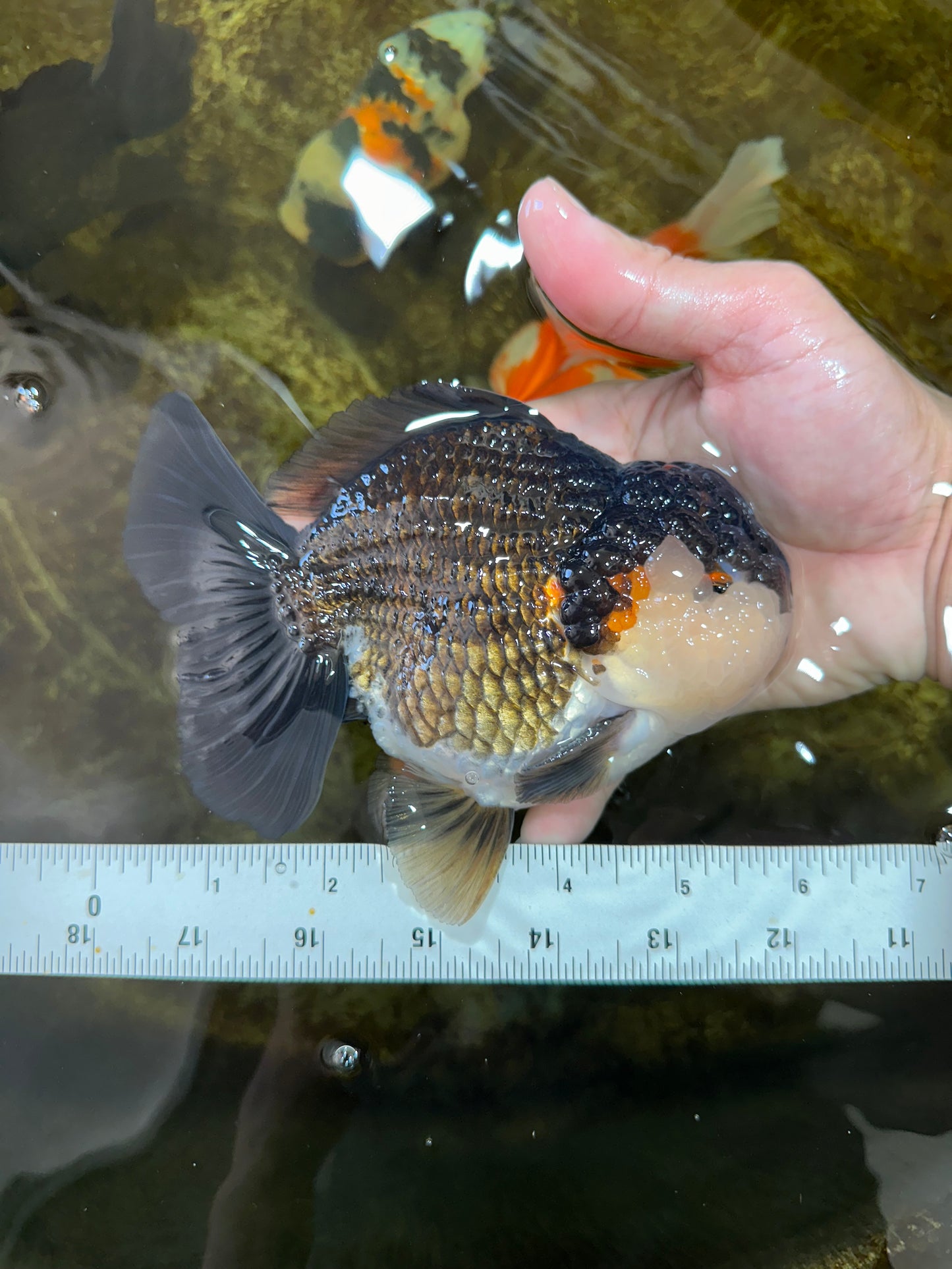 A Grade CHUBBY Tricolor Yuanbao Male 5.5-6  inches #100325YB_03