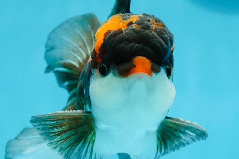 A Grade Tricolor Lava Head Oranda Male 5-5.5 inches #120624OR_03