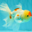 SUPER CUTE Kohaku Oranda Female 5.5 inches #090426OR_16