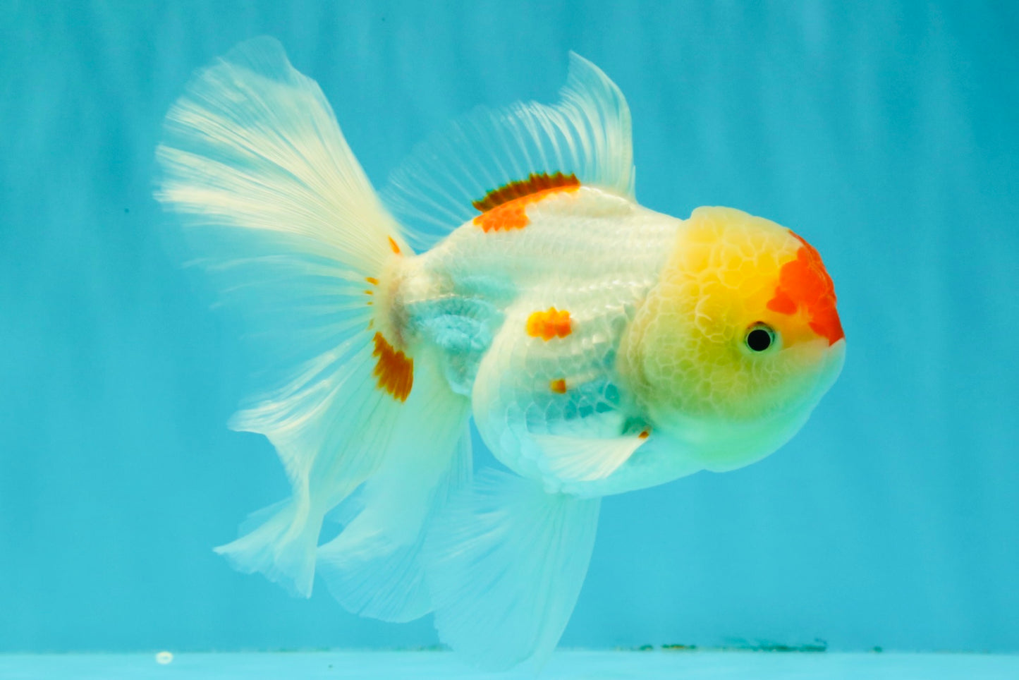 SUPER CUTE Kohaku Oranda Female 5.5 inches #090426OR_16