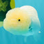 White Lionchu Female 4 inches #051526LC_13