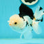 A Grade Tricolor Oranda Male 5.5 inches #111524OR_20