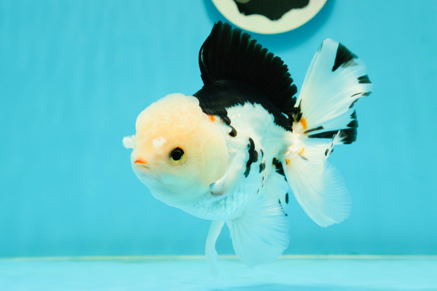 A Grade Tricolor Oranda Male 5.5 inches #111524OR_20