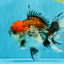 CHUNKY AAA Grade Kirin Calico Oranda Male 6.5 inches #041026OR_02