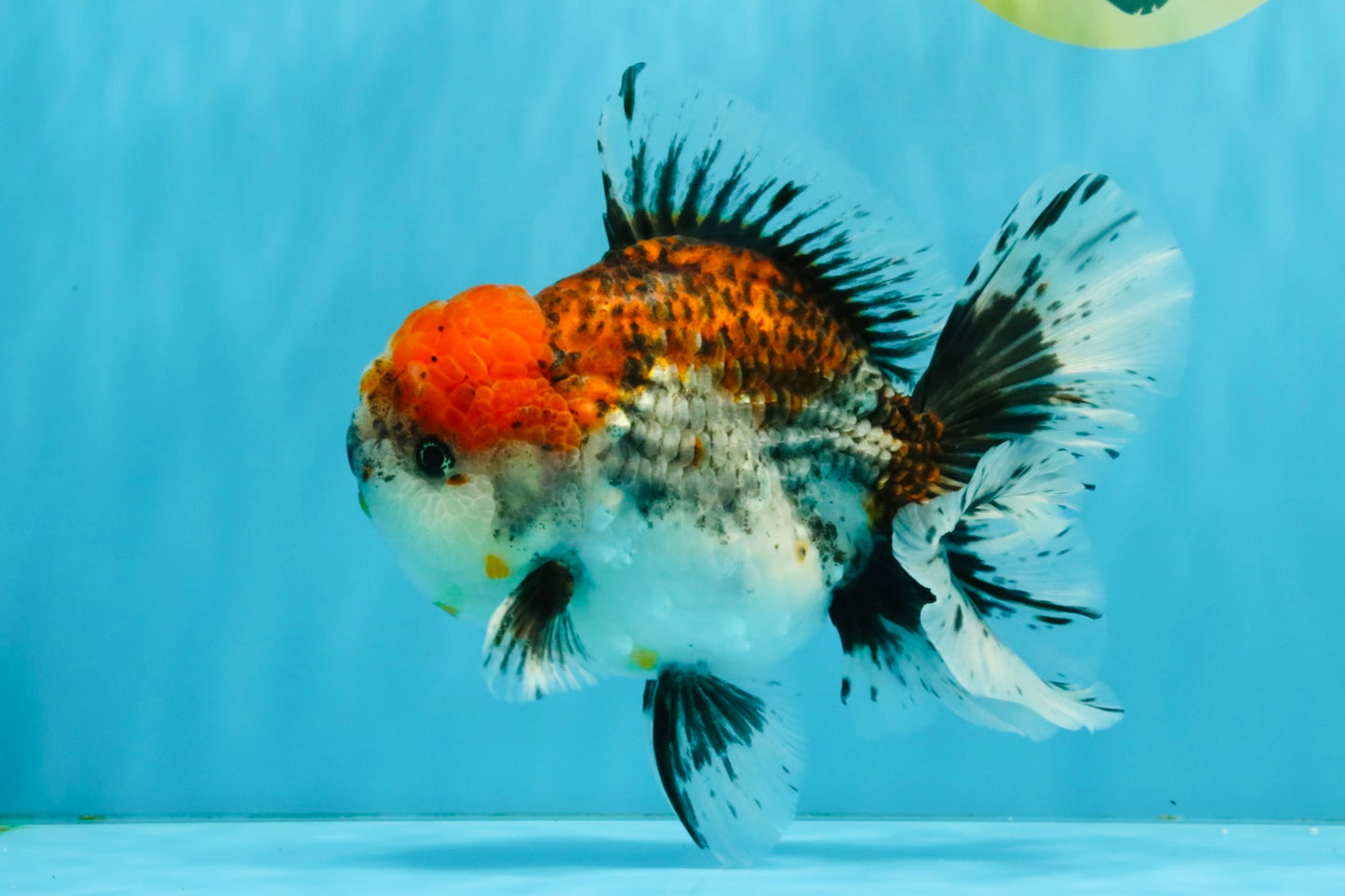 CHUNKY AAA Grade Kirin Calico Oranda Male 6.5 inches #041026OR_02
