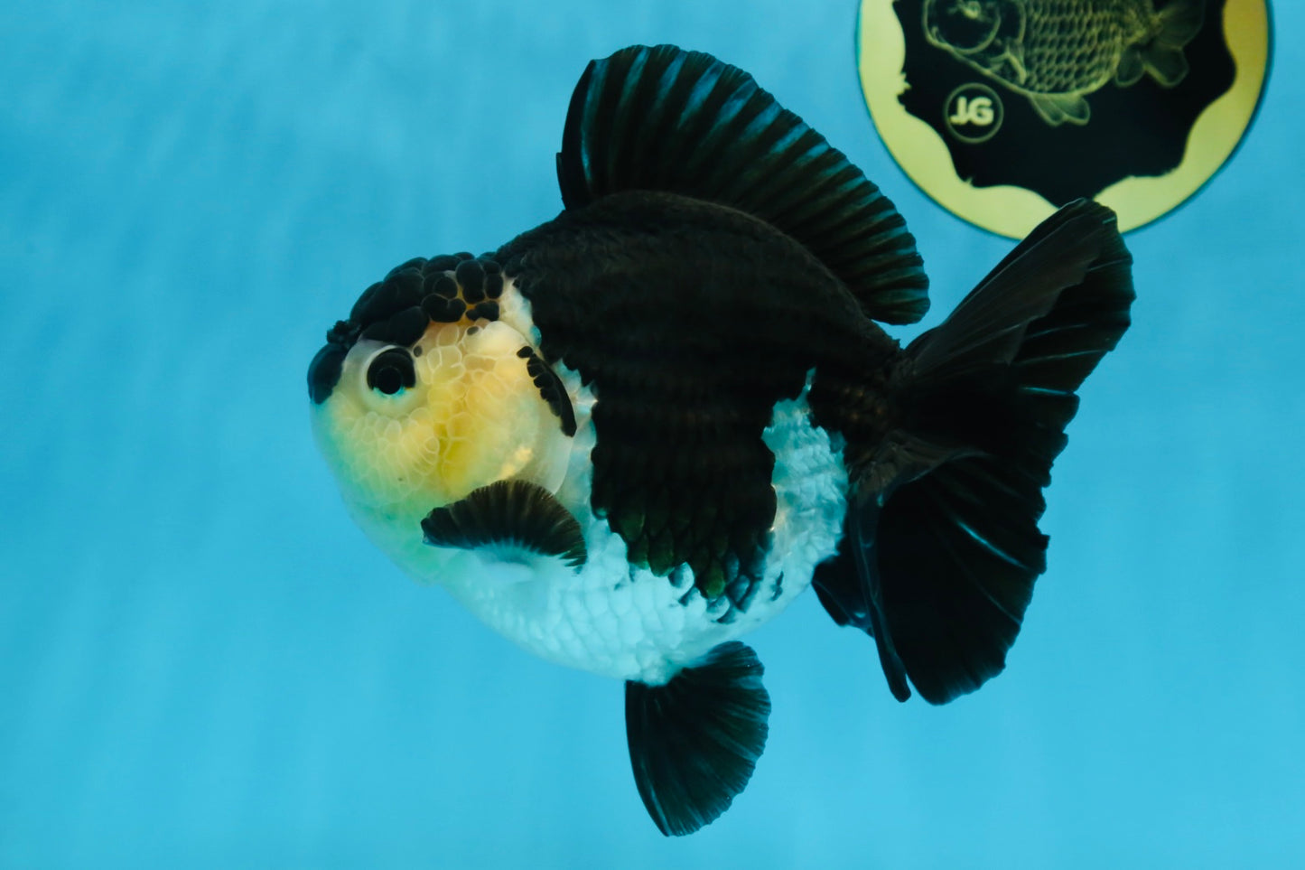 A Grade Panda Button Eyes Yuanbao 6 inches #080825YB_26