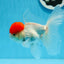 Oranda mâle à casquette rouge de catégorie A, 4,5 pouces #0913OR_05