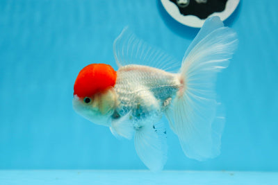 A Grade Red Cap Oranda Male 4.5 inches #0913OR_05