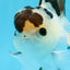 AAA Grade Panda Button Eyes Oranda Male 4.5 inches #0913OR_07