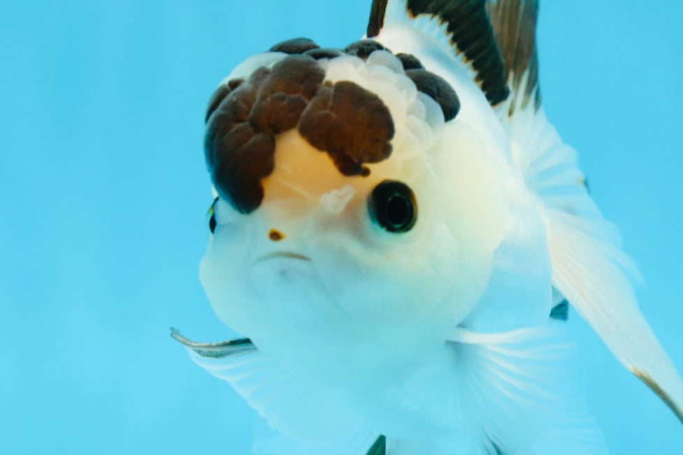 AAA Grade Panda Button Eyes Oranda Male 4.5 inches #0913OR_07