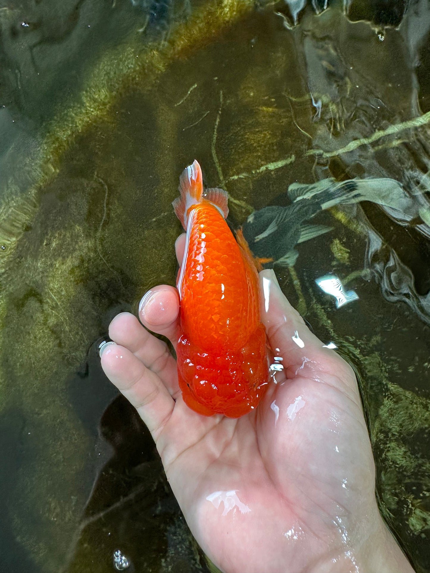 A Grade CHUBBY Red White LionKing 4.5 inches #072525LC_03