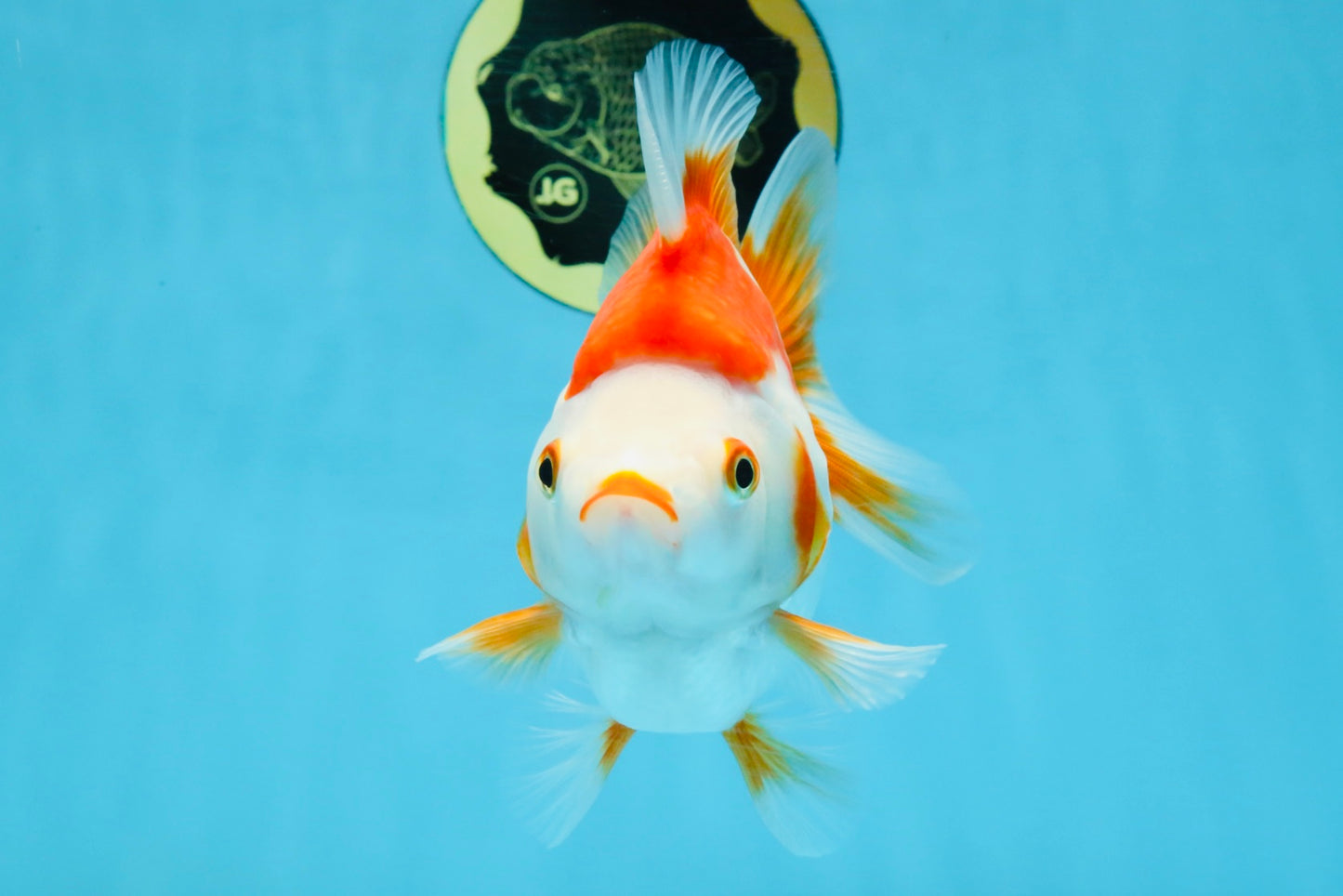 A Grade Red White Ryukin Female 5-5.5 inches #111425RK_07