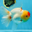 AAA Grade Godzilla Red White Oranda Female 6.5 inches #081525OR_14