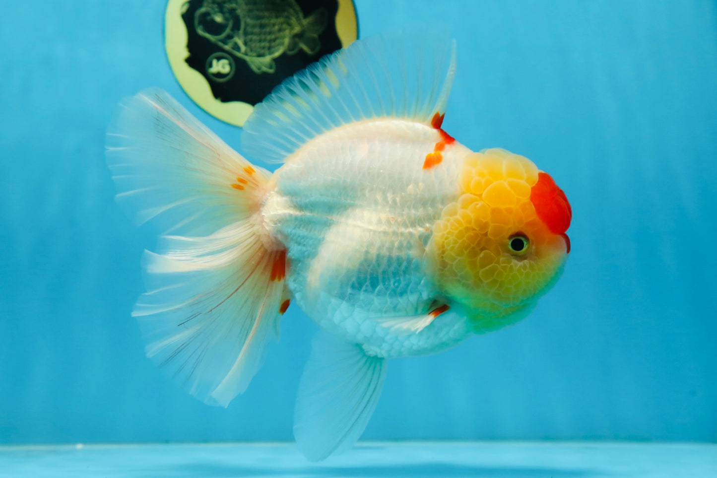 AAA Grade Godzilla Red White Oranda Female 6.5 inches #081525OR_14