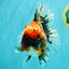 AAA Grade Calico Oranda Female 6.5-7 inches #100226OR_30