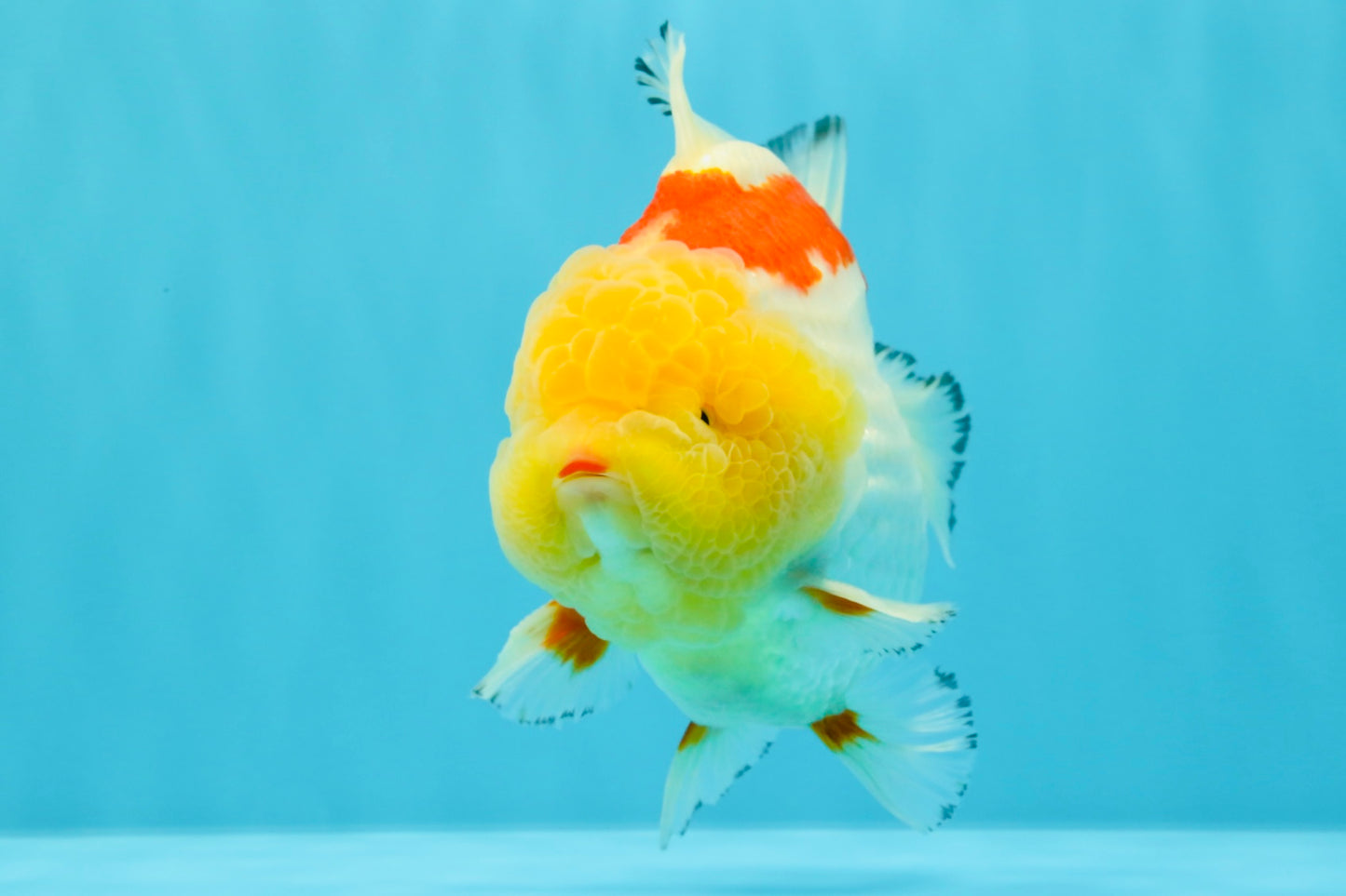 CHUBBY AAA Grade Godzilla Red White Lipstick Yuanbao Male 5-5.5 inches #022726YB_04