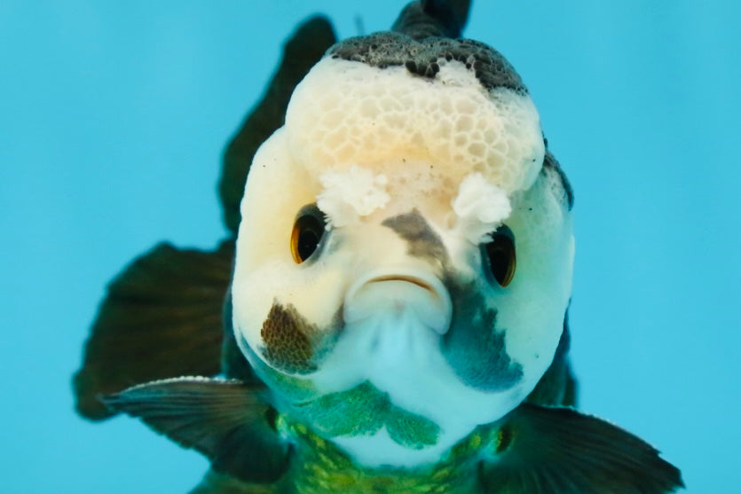 AAA Grade Pompom Panda Button Eyes Yuanbao Male 4 inches #050925YB_25