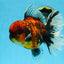 AAA Grade Godzilla Tiger Oranda Female 6.5 inches #081525OR_12