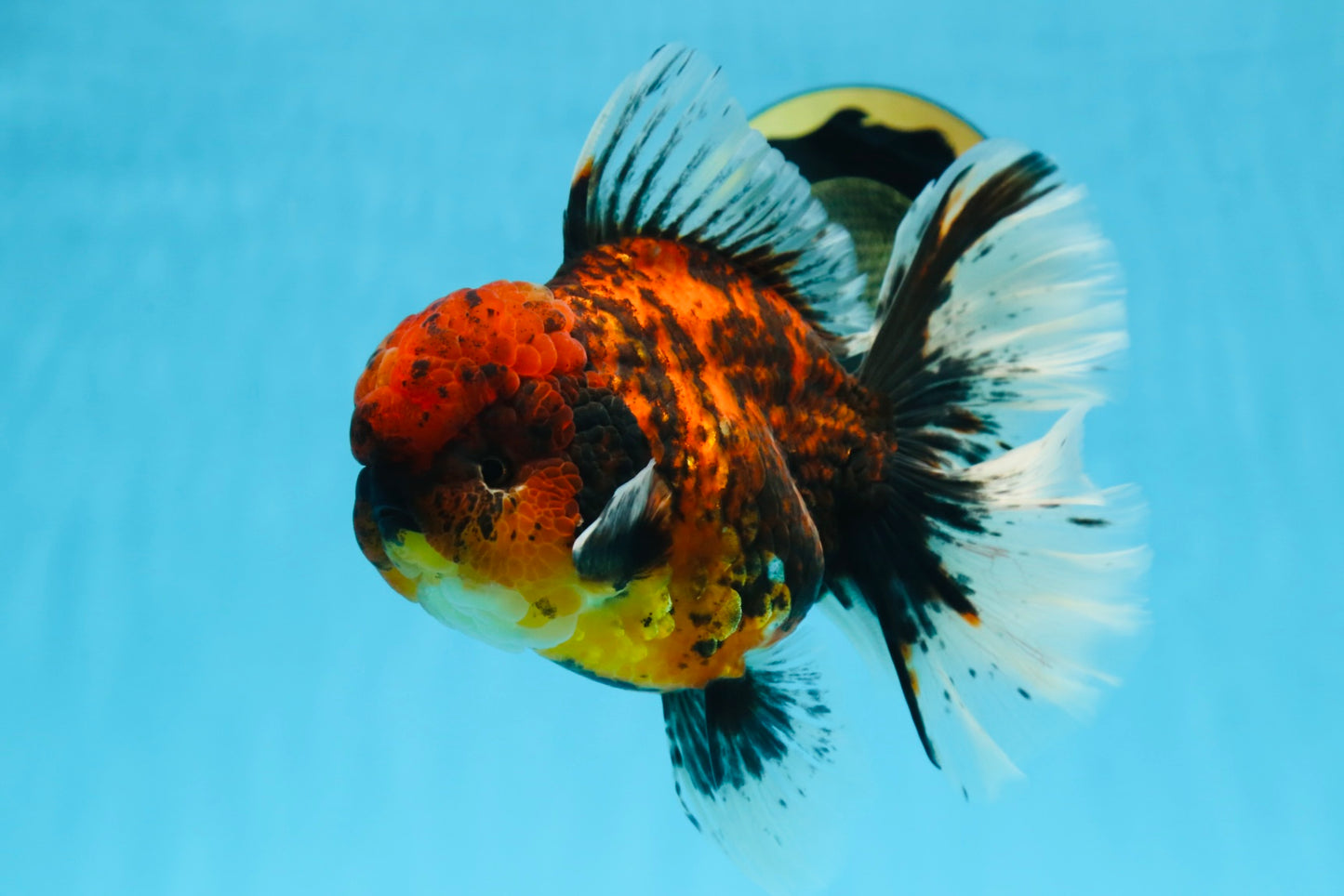AAA Grade Godzilla Tiger Oranda Female 6.5 inches #081525OR_12