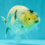 A Grade Marble Ranchu Male 5 inches #071026RC_11