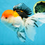 A Grade Tricolor Oranda Female 6-6.5 inches #071125OR_10