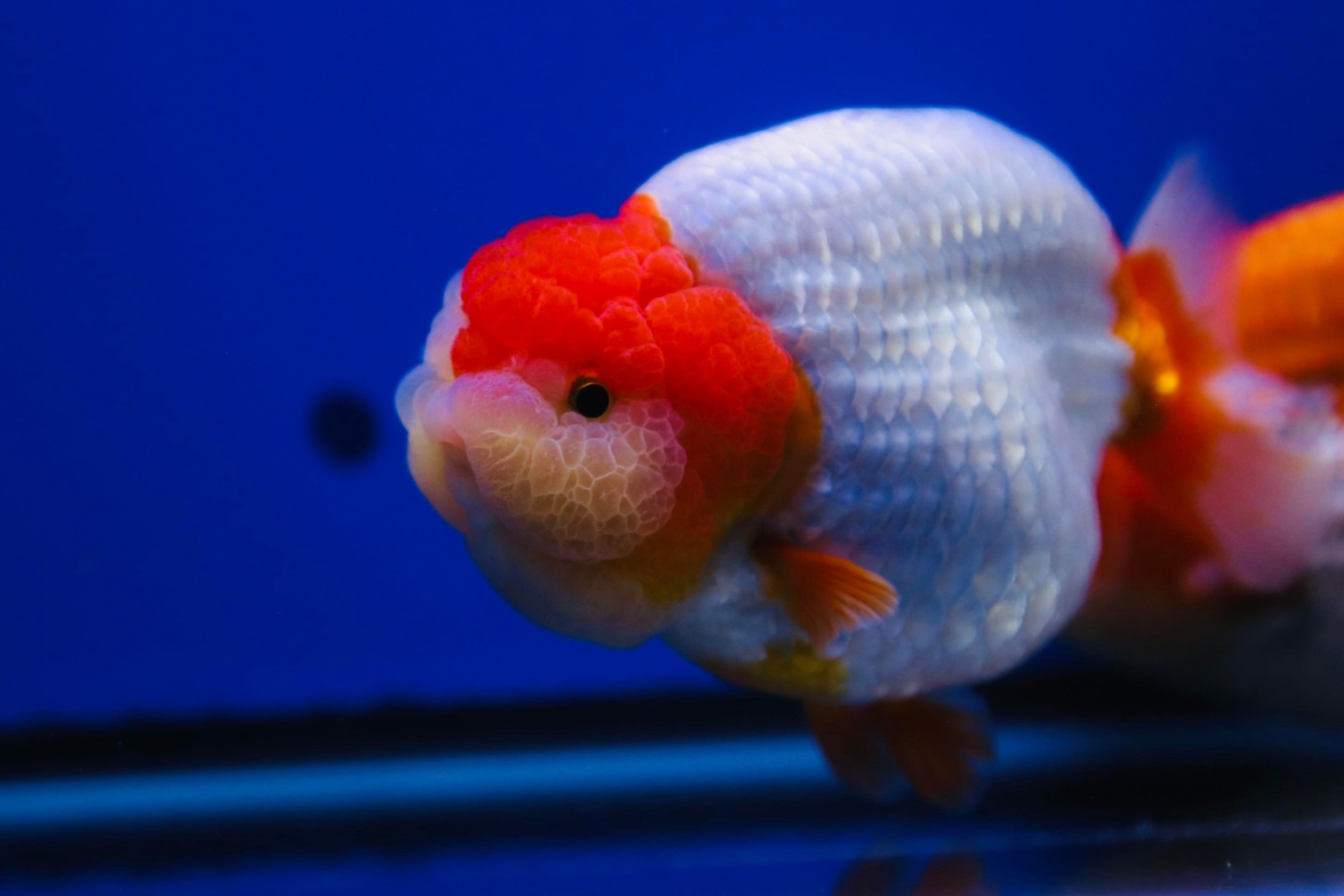 Premium Photo  Beautiful aquarium Toy Fishes of Orange and White