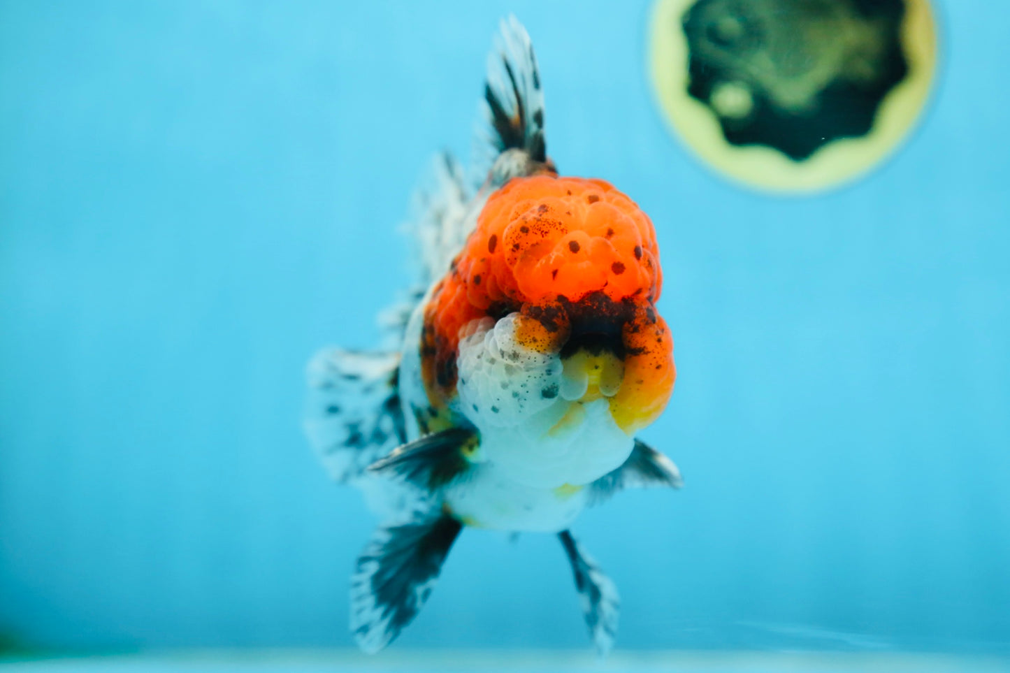 AAA Grade CHUBBY Calico Oranda Male 5.5 inches #082925OR_13