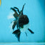 ELVIS PRESLEY A Grade Panda Oranda Male  5.5 inches #082225OR_18