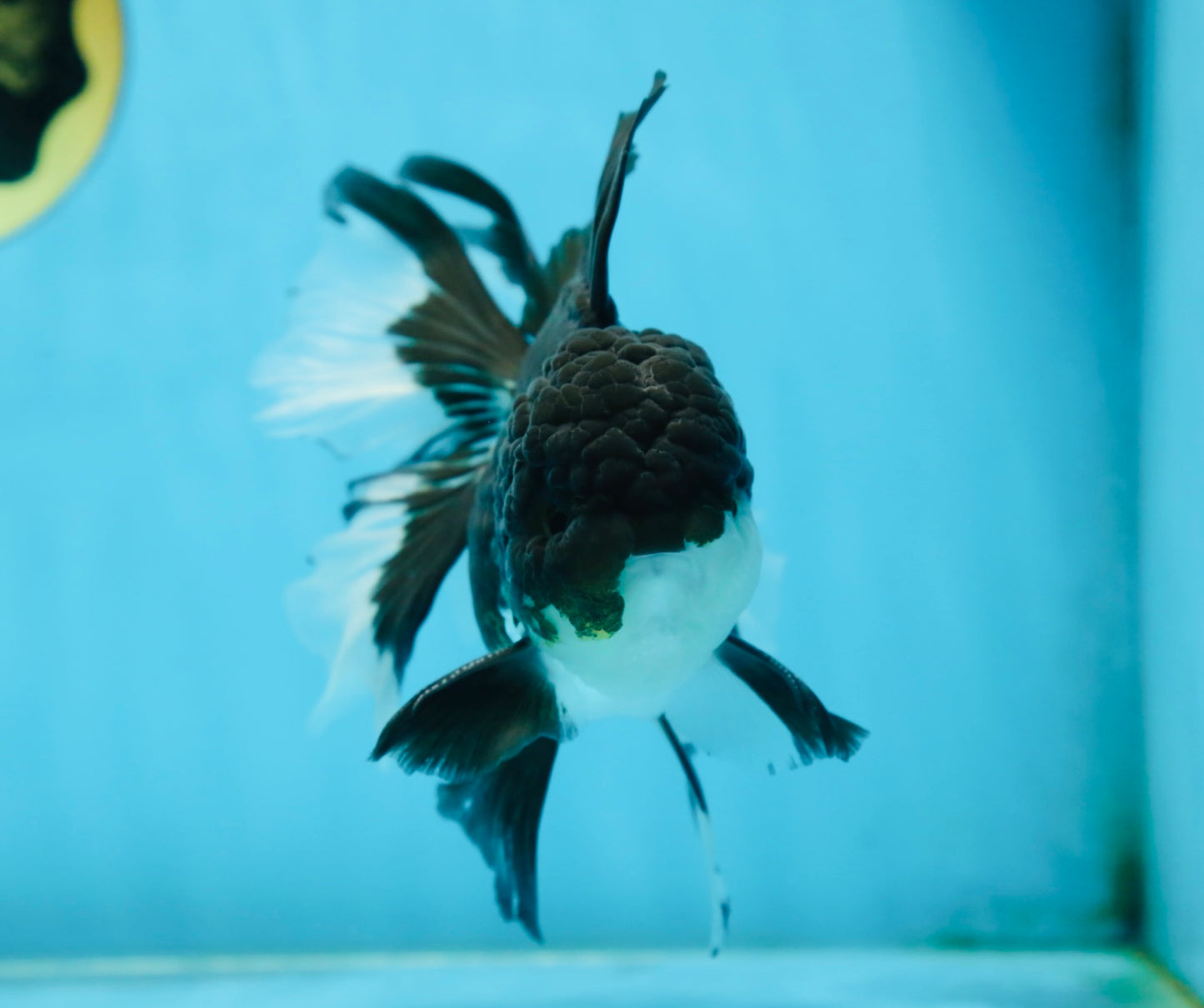 ELVIS PRESLEY A Grade Panda Oranda Male  5.5 inches #082225OR_18