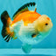 AAA Grade Tricolor Yuanbao Male 5 inches #072426YB_26