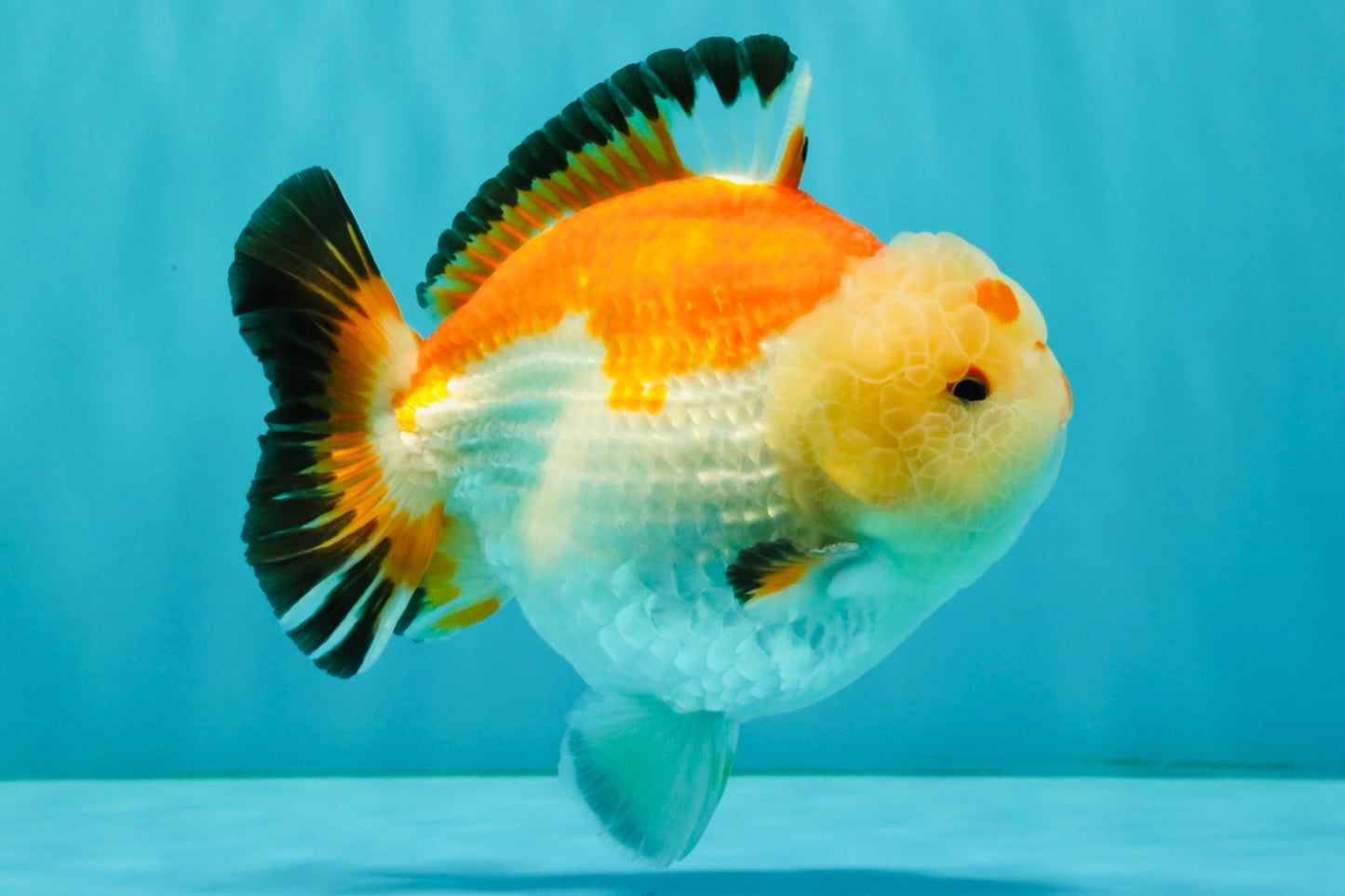 AAA Grade Tricolor Yuanbao Male 5 inches #072426YB_26