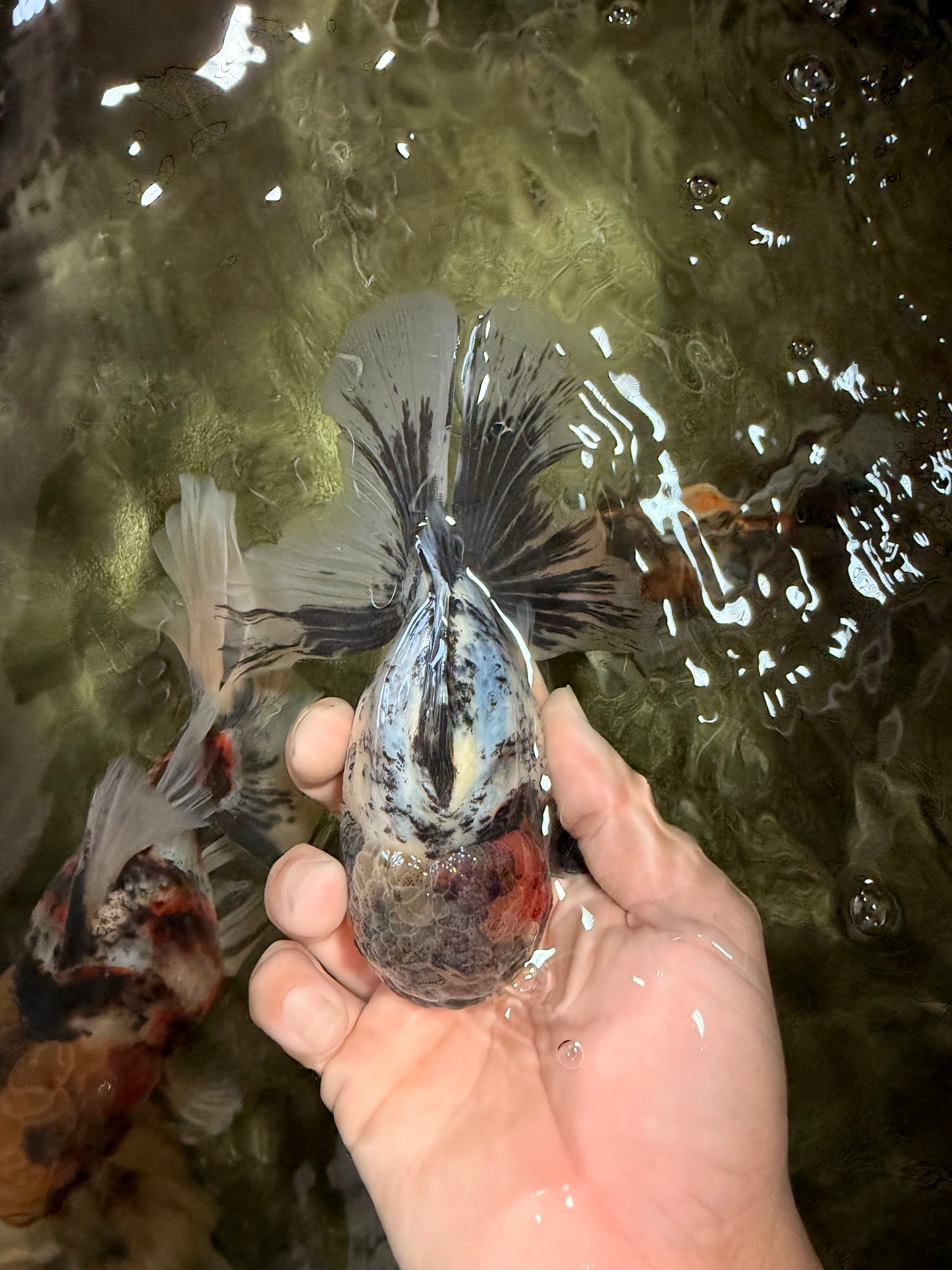 Marble Oranda Male 5.5 inches #080726OR_16